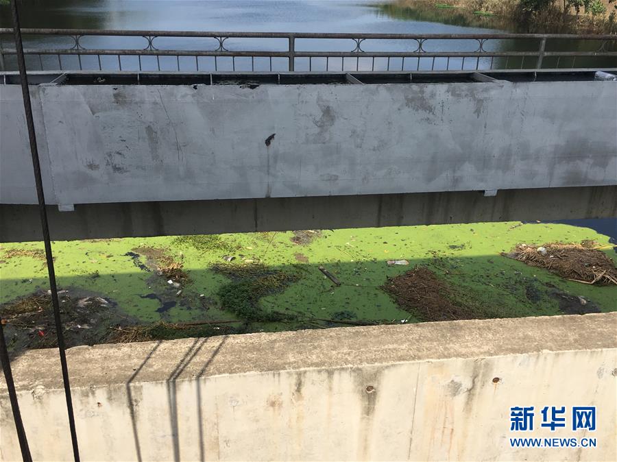 (新華視點(diǎn)·圖文互動(dòng))(2)上游洪水來(lái)襲下游魚(yú)蟹死亡,泄洪為何變泄污?