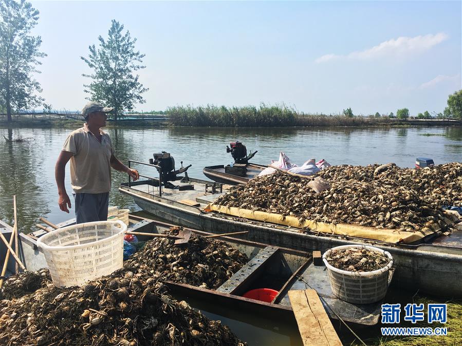 (新華視點(diǎn)·圖文互動(dòng))(1)上游洪水來(lái)襲下游魚(yú)蟹死亡,泄洪為何變泄污?