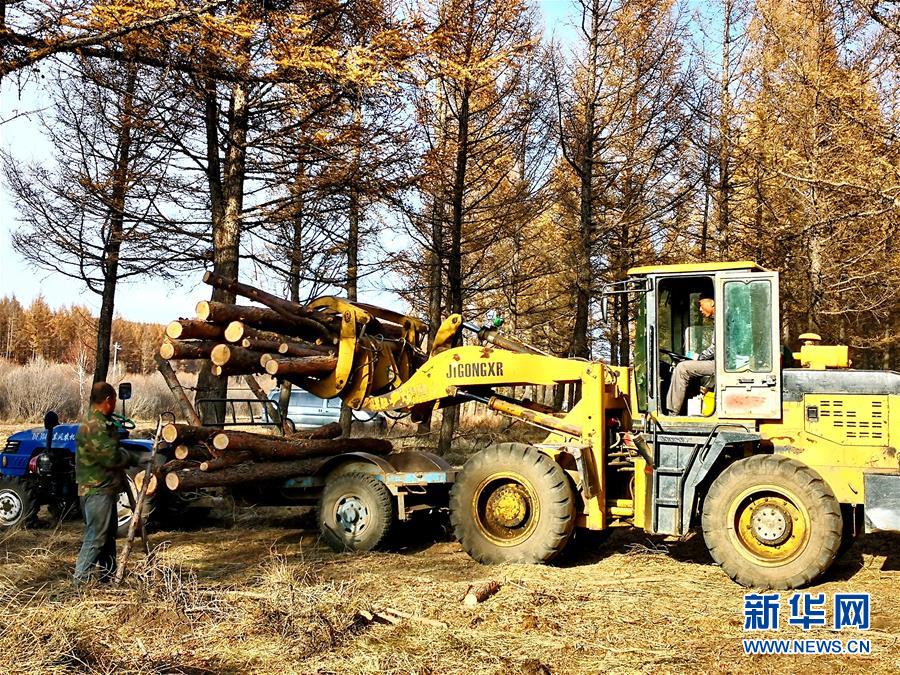 （新華全媒頭條·圖文互動）（7）那一抹綠色，走進越來越多人心里——河北塞罕壩續寫新時代綠色傳奇