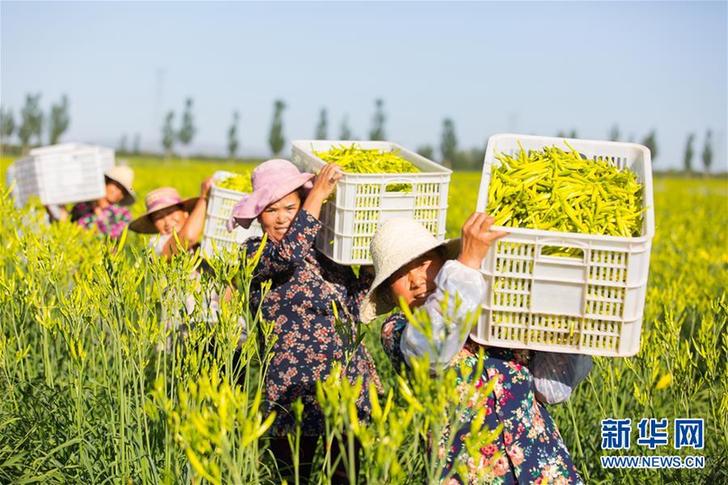 （在習(xí)近平新時代中國特色社會主義思想指引下——新時代新作為新篇章·鄉(xiāng)村振興戰(zhàn)略·圖文互動）（1）一株忘憂草，萬家喜眉梢——山西省大同市云州區(qū)黃花產(chǎn)業(yè)扶貧觀察