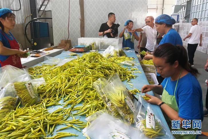 （在習(xí)近平新時代中國特色社會主義思想指引下——新時代新作為新篇章·鄉(xiāng)村振興戰(zhàn)略·圖文互動）（3）一株忘憂草，萬家喜眉梢——山西省大同市云州區(qū)黃花產(chǎn)業(yè)扶貧觀察