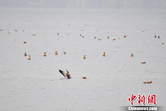 圖為在納帕海濕地棲息的候鳥。　劉冉陽(yáng) 攝
