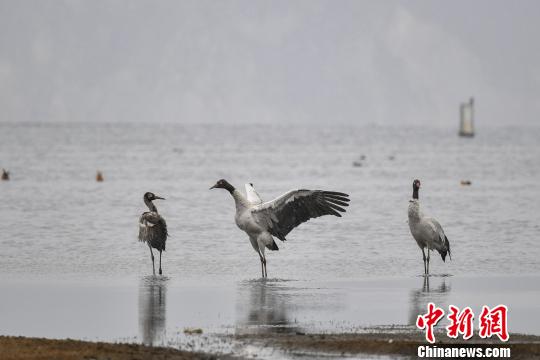 圖為在納帕海濕地棲息的黑頸鶴。　劉冉陽(yáng) 攝