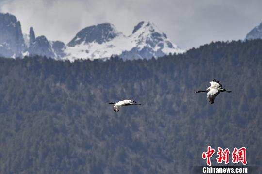 圖為在納帕海濕地上空飛翔的黑頸鶴。　劉冉陽(yáng) 攝