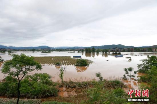 資料圖：湖南省臨武縣武水鎮(zhèn)、南強(qiáng)鎮(zhèn)、汾市鎮(zhèn)、水東鎮(zhèn)、金江鎮(zhèn)等鄉(xiāng)鎮(zhèn)遭遇特大暴雨襲擊，導(dǎo)致大量民房和農(nóng)田被淹。據(jù)不完全統(tǒng)計(jì)，該縣數(shù)千戶民房被淹，數(shù)十萬(wàn)畝農(nóng)田、果園、煙田被淹斷收，直接經(jīng)濟(jì)損失達(dá)數(shù)千萬(wàn)元。災(zāi)情發(fā)生后，當(dāng)?shù)卣跋嚓P(guān)部門第一時(shí)間奔赴受災(zāi)鄉(xiāng)鎮(zhèn)轉(zhuǎn)移群眾，察看災(zāi)情并積極組織村民排澇自救、發(fā)放救災(zāi)物資、開(kāi)展保險(xiǎn)理賠等工作。目前救災(zāi)工作正在有序進(jìn)行，無(wú)人員傷亡。唐盛歡 攝