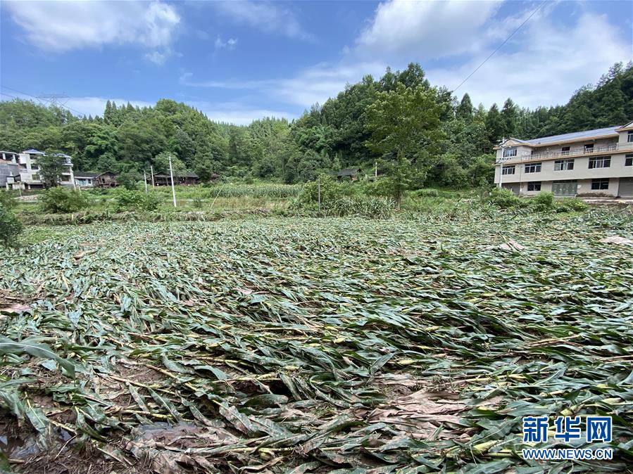 （防汛抗洪·圖文互動）（4）山洪襲來前，澧水河畔大轉移
