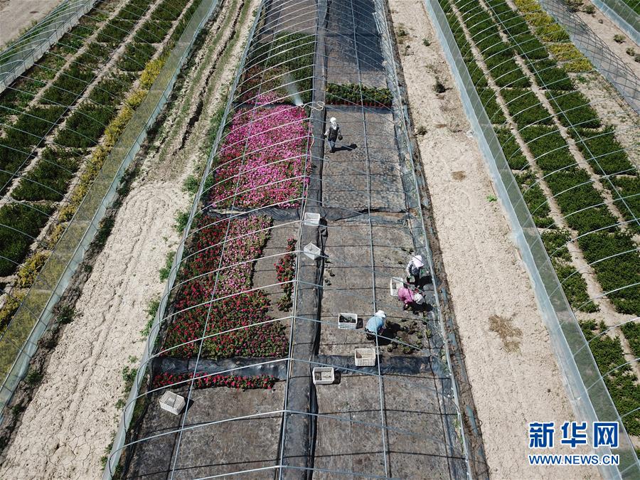 （新華全媒頭條·走向我們的小康生活·圖文互動）（1）“苦甲”不再，“甘味”綿長——脫貧攻堅的甘肅味道