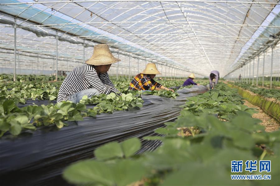 （新華全媒頭條·決戰(zhàn)決勝脫貧攻堅·督戰(zhàn)未摘帽貧困縣·圖文互動）（12）不獲全勝，決不收兵——全國52個掛牌督戰(zhàn)貧困縣脫貧攻堅紀實