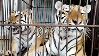 專家分析：老虎咬死飼養員事件 暴露哪些問題？